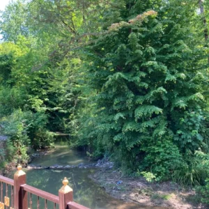 کلبه جنگلی لب رودخونه با آتشدان