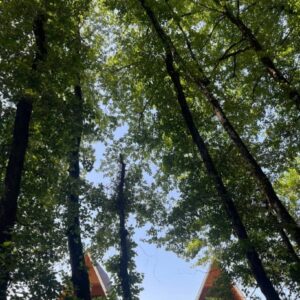 کلبه سوئیسی استخردار با منظره جنگل